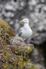 Naklejka premium Close up view of European herring gull (Larus argentatus).