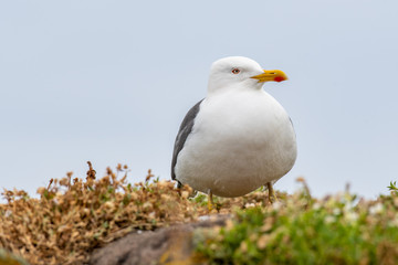Close up view of European herring gull (Larus argentatus).