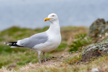 Side view of European herring gull (Larus argentatus).