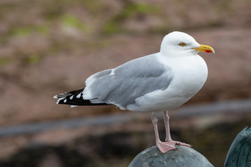 Side view of European herring gull (Larus argentatus).