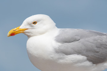 Close up view of European herring gull (Larus argentatus).