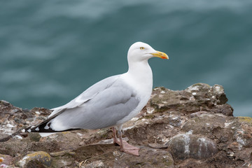 Close up view of European herring gull (Larus argentatus).
