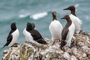A guillemot (Uria aalge) on a cliff edge on the Isle of May