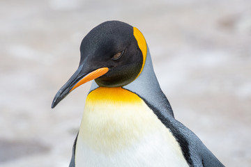 Naklejka premium Close up shot of King Penguin - Aptenodytes patagonicus