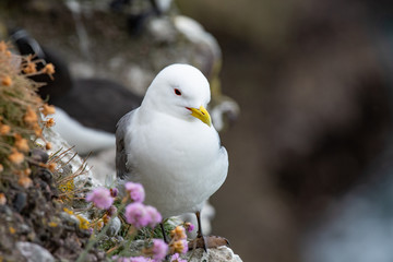 Kittiwake (Rissa tridactyla) standing on the cliffs