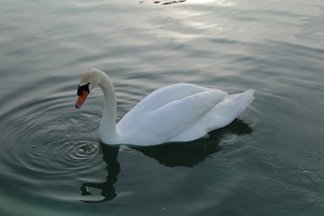 Cisne Blanco