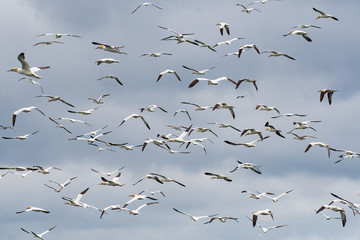 Northern gannet (Morus bassanus) in flight against ocean background