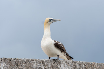 Northern gannet (Morus bassanus)juvenile on Bass rock