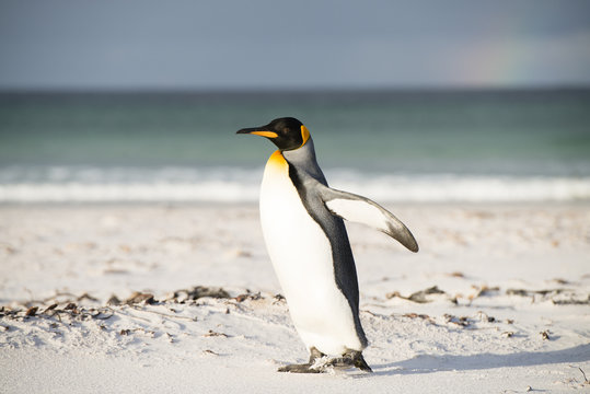 フォークランドのキングペンギン
