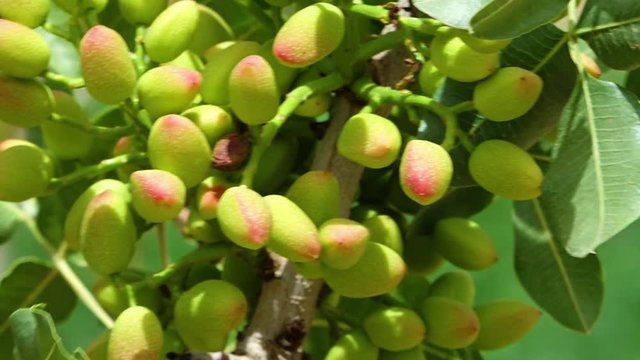 A close up scenic shot of pistachio nuts hanging on its tree branch.