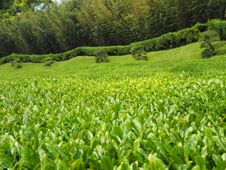 茶畑