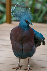 Close up side profile portrait of blue Victoria crowned pigeon (Goura) high angle view
