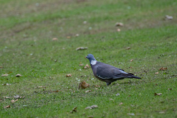Common Wood Pigeon(Columba palumbus) in the grass in summer.