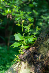 There is a grass growing on the tree