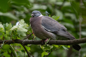 Fototapeta premium Common Wood Pigeon(Columba palumbus) on tree branch