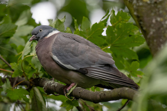 Wood pigeon (Columba palumbus) perched on tree branch between green leaves