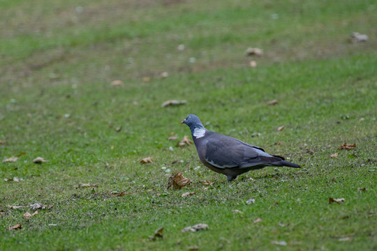 Common Wood Pigeon(Columba palumbus) in the grass in summer.