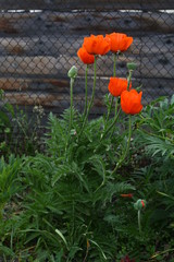 flower plant poppy orange