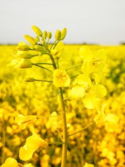 Obraz premium Rapspflanze auf dem Feld