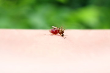 Mosquito, Mosquito sucking blood red close up (Selective focus)