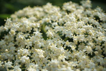 black elder flowers