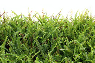 Fern wallpaper, Fern leaf background  tree green abstract forest Fern fresh nature on white wall