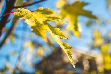 Close up of yellow maple leaves against blurry background with bokeh in free lensing (lens whacking) technique. Shallow depth of field. For wallpaper, background