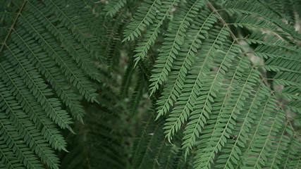 plantas