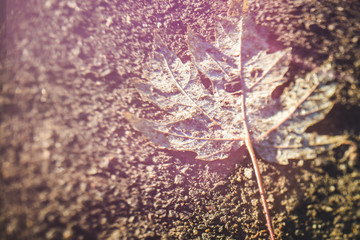 Blurry background of autumn maple leaf on the ground made in free lensing (lens whacking) technique with light leaks. For wallpaper, background