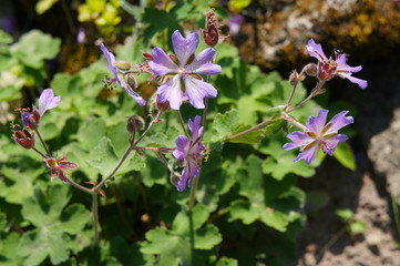 Geranium renardii purple violet flowers with green