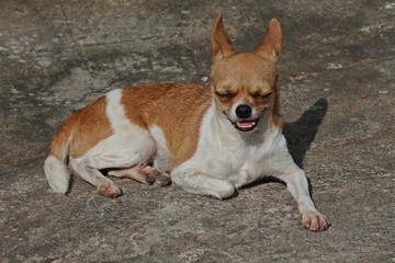 Cute dog,  be small-sized dog,  there is the prominent point that eyes and ears,  see it at UDONTHANI province THAILAND.