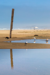 Ocean Beach in San Francisco, with birds on the shoreline and Seal Rocks in the distance