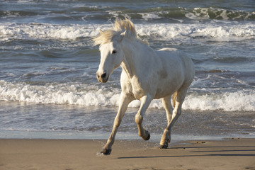 Beautiful White Horses of Camargue France