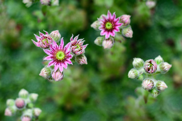 Succulents, hen and chicks plant in bloom, pink petals and yellow center, top view
