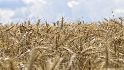Fototapeta na wymiar Wheat on the field