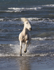 Obraz premium Beautiful White Horses of Camargue France