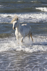 Fototapeta na wymiar Beautiful White Horses of Camargue France