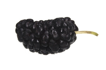 mulberry isolated on white background