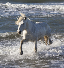 Obraz na płótnie Canvas Beautiful White Horses of Camargue France