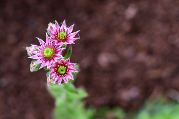 Succulents, hen and chicks plant in bloom, three flowers with pink petals and yellow centers, against a blurred ground bark background

