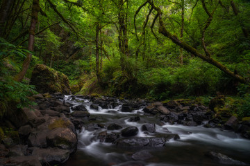 Lush tranquil forest creeks of the Pacific Northwest