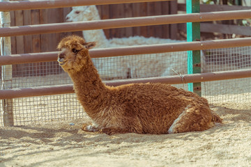 Watching alpaca