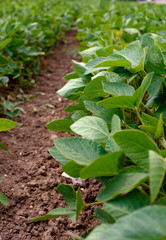 Soybean plants from ground level.