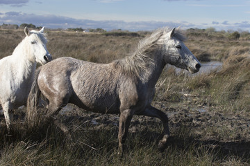 Beautiful White Horses of Camargue France