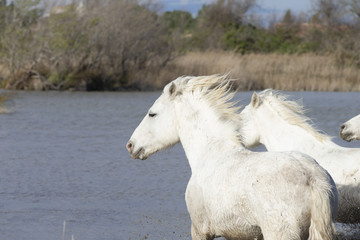 Obraz na płótnie Canvas Beautiful White Horses of Camargue France