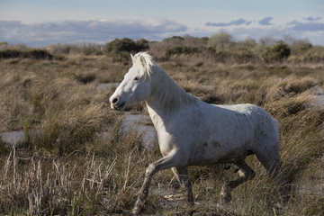Beautiful White Horses of Camargue France