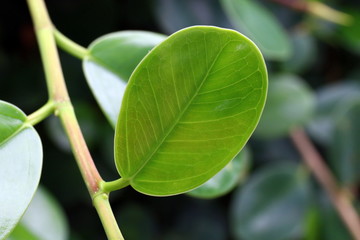 leaf, circular leaves glossy surface