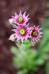 Succulents, vertical of hen and chicks plant in bloom, three flowers with pink petals and yellow centers, against a blurred ground bark background

