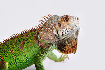 iguana on white background