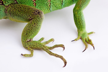 Paws of iguana on white background